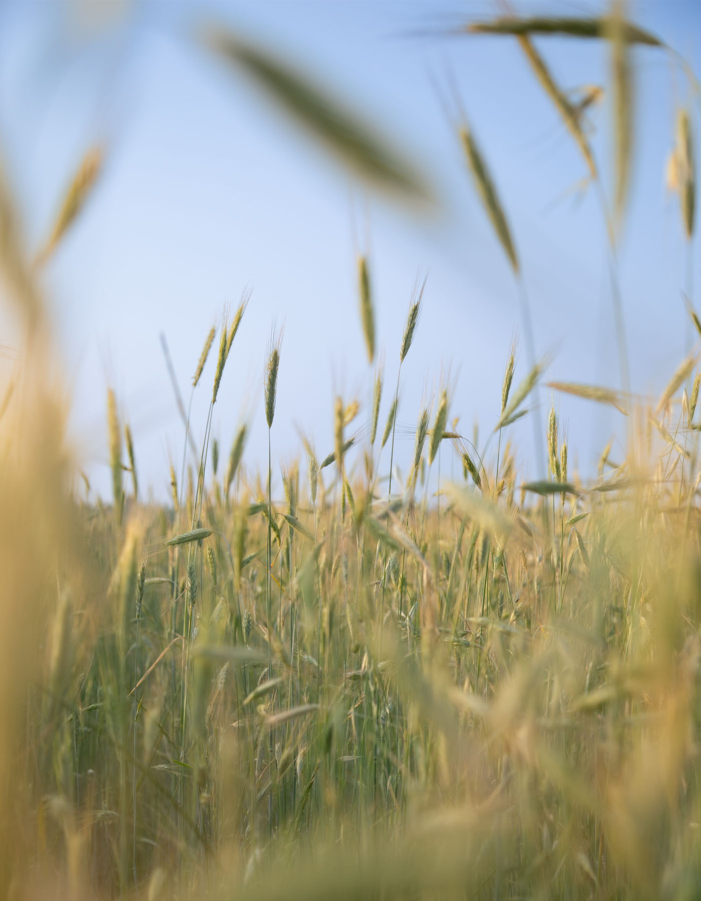 Campo di grano e biodiversità
