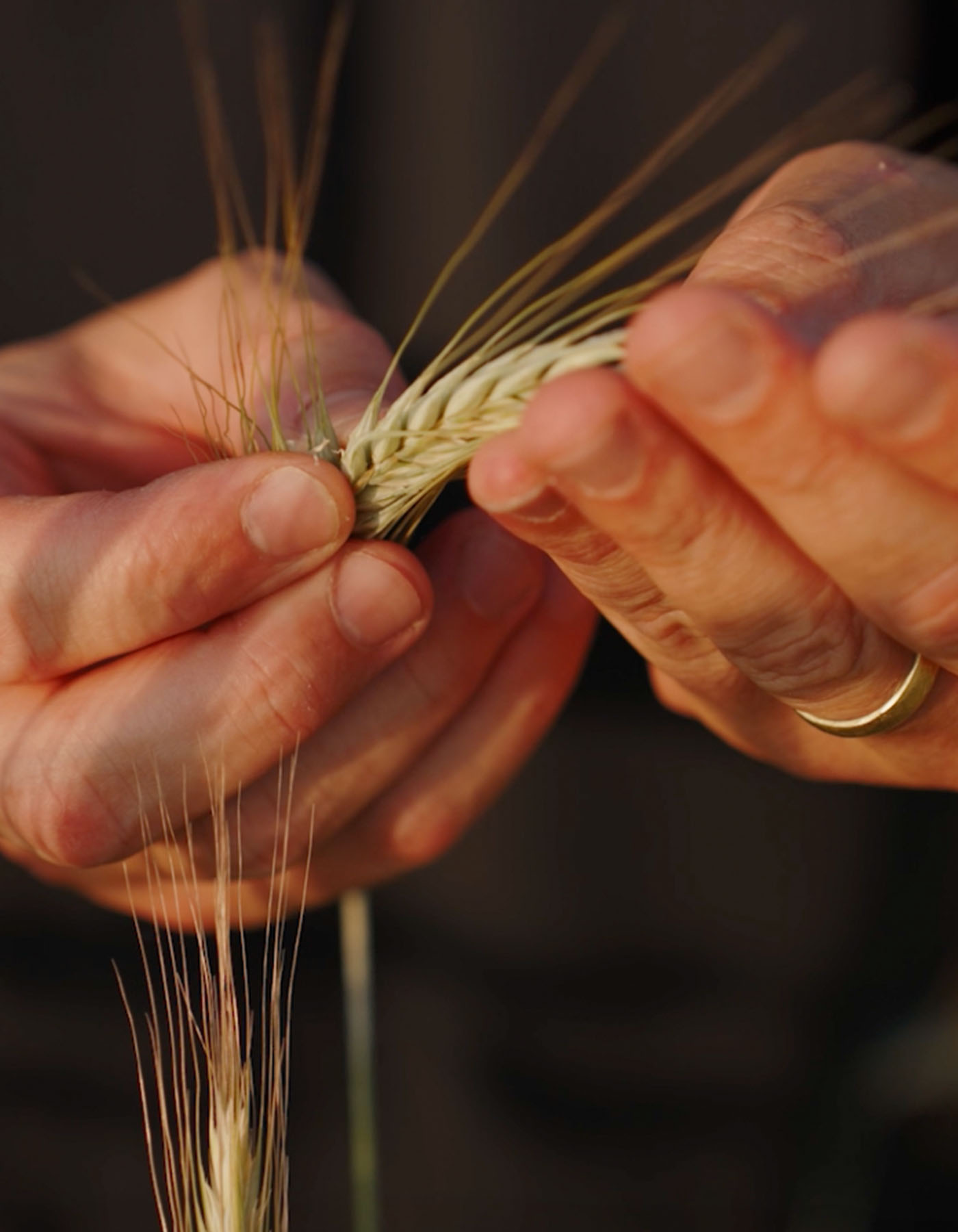 Mani che sgranano una spiga di grano