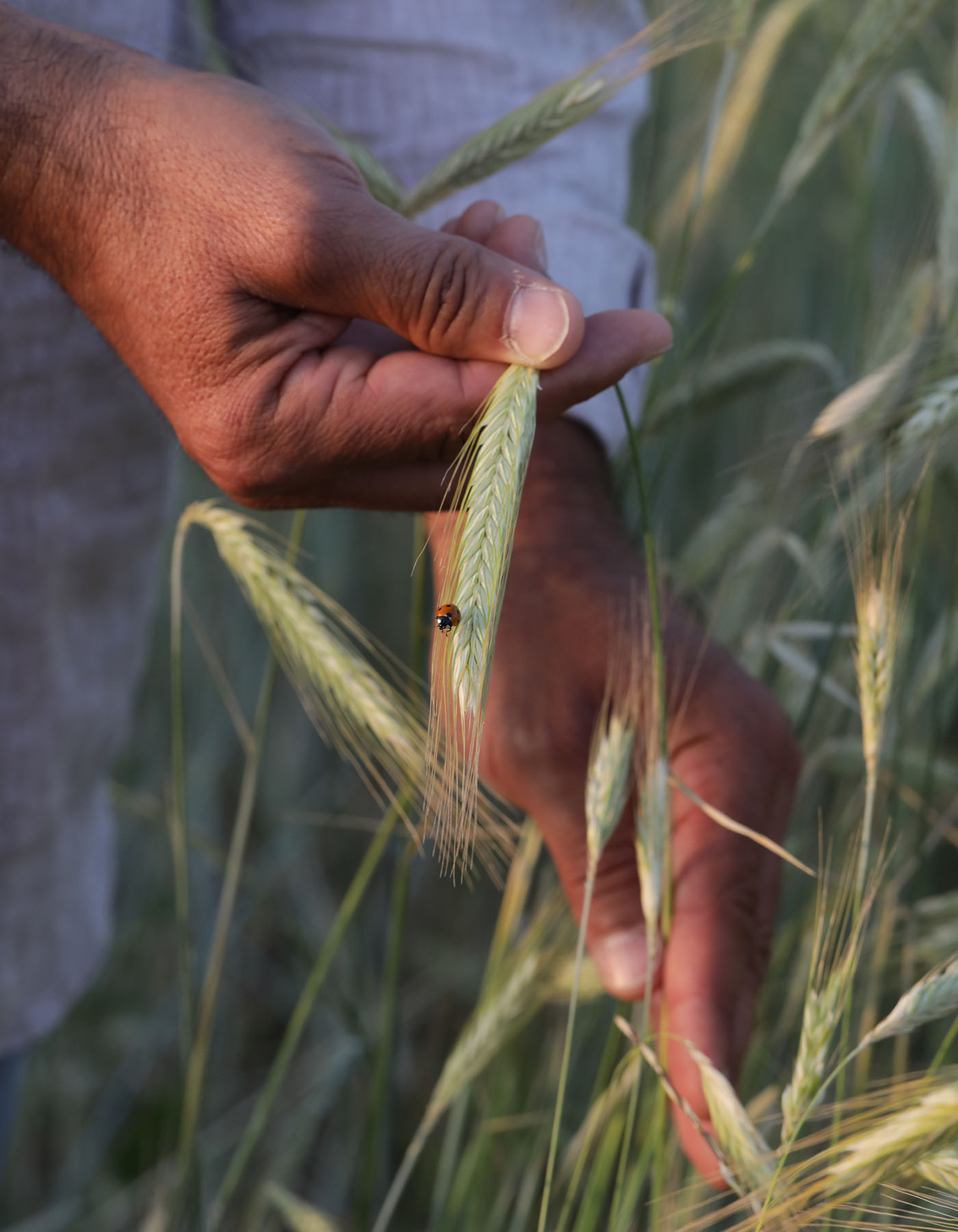 Mani che tengono una spiga di grano nel campo