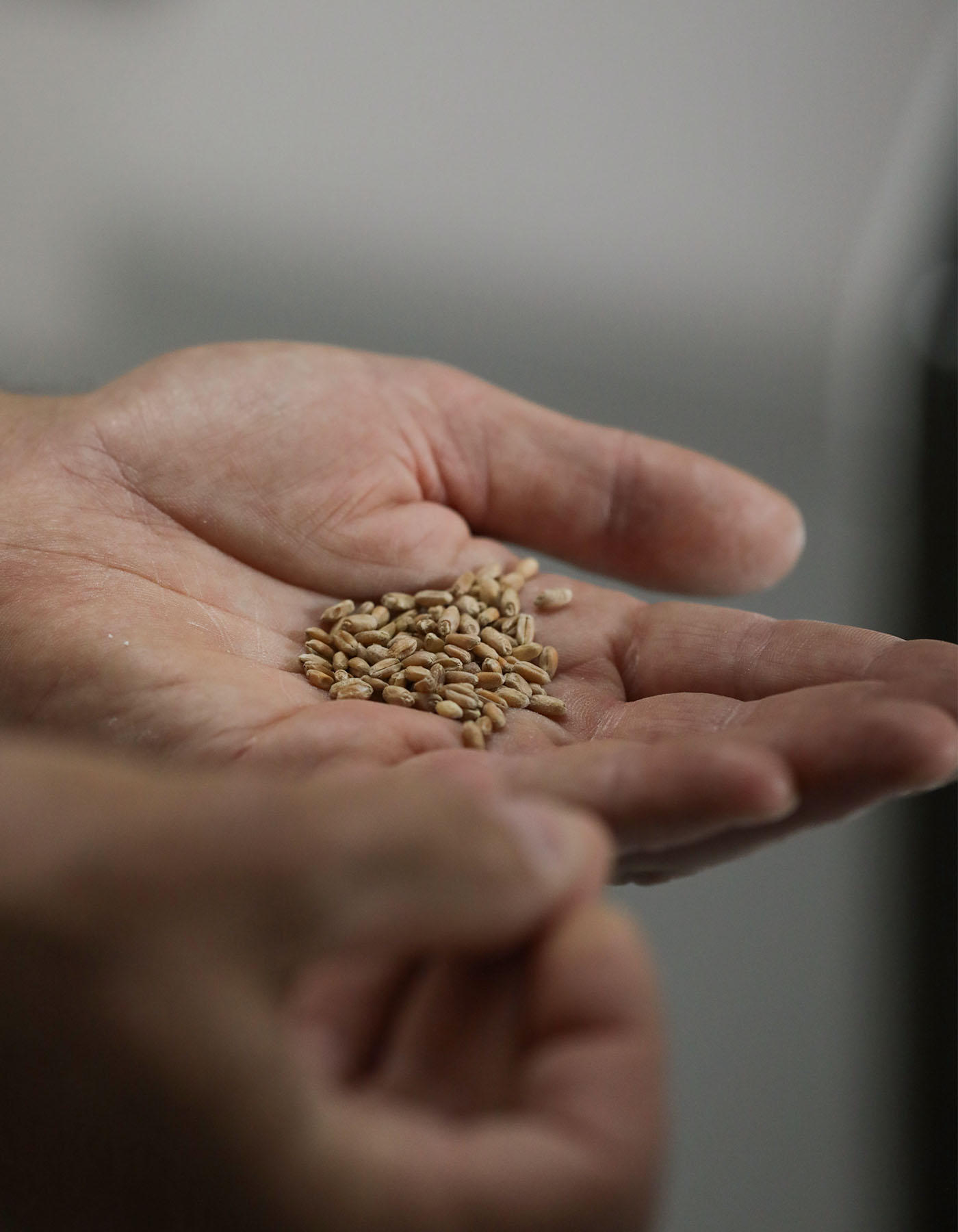 Chicchi di grano in una mano