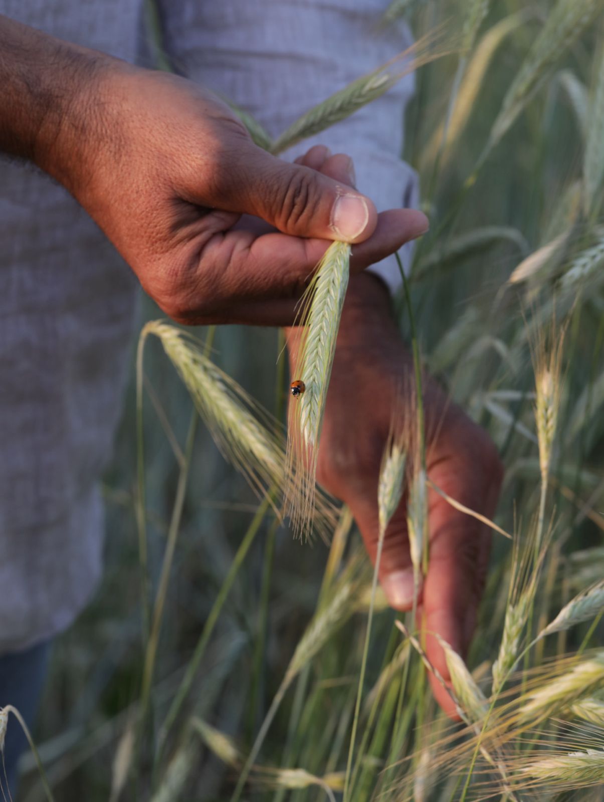 Una mano che sfiora le spighe di grano