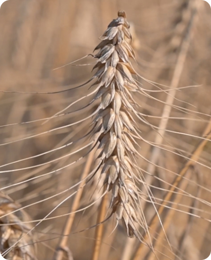 Spiga di grano