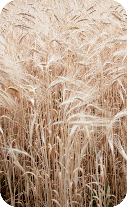 Spighe di grano in un campo