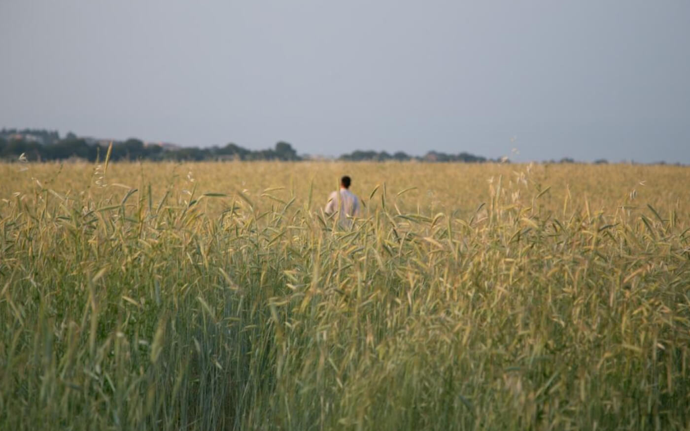 Campo di grano biologico